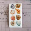 Sea Shell Sticker Sheet